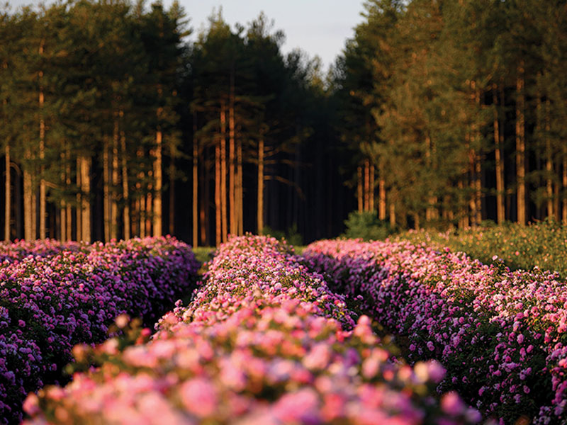 وادي الورود وملوك التراقيين – كازانلاك 