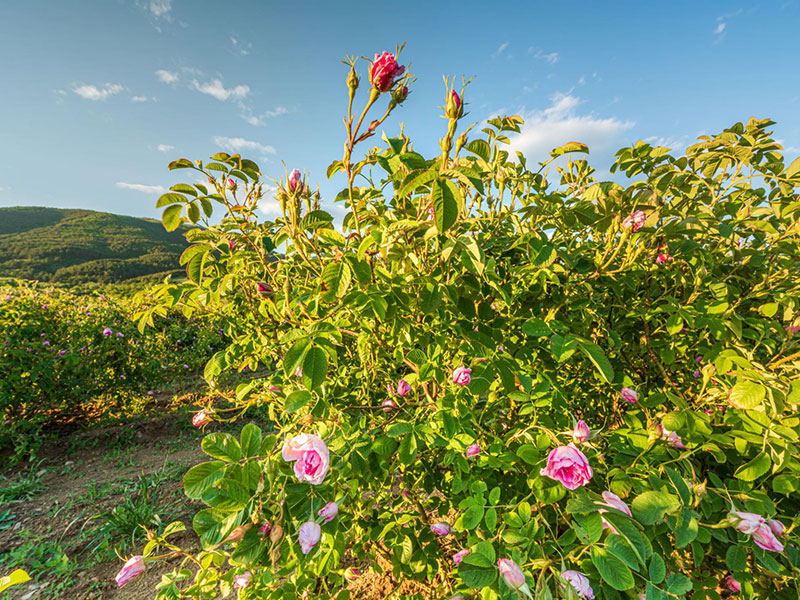 وادي الورود وملوك التراقيين – كازانلاك 